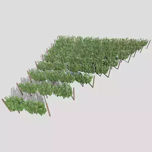 Large vineyard 3D model