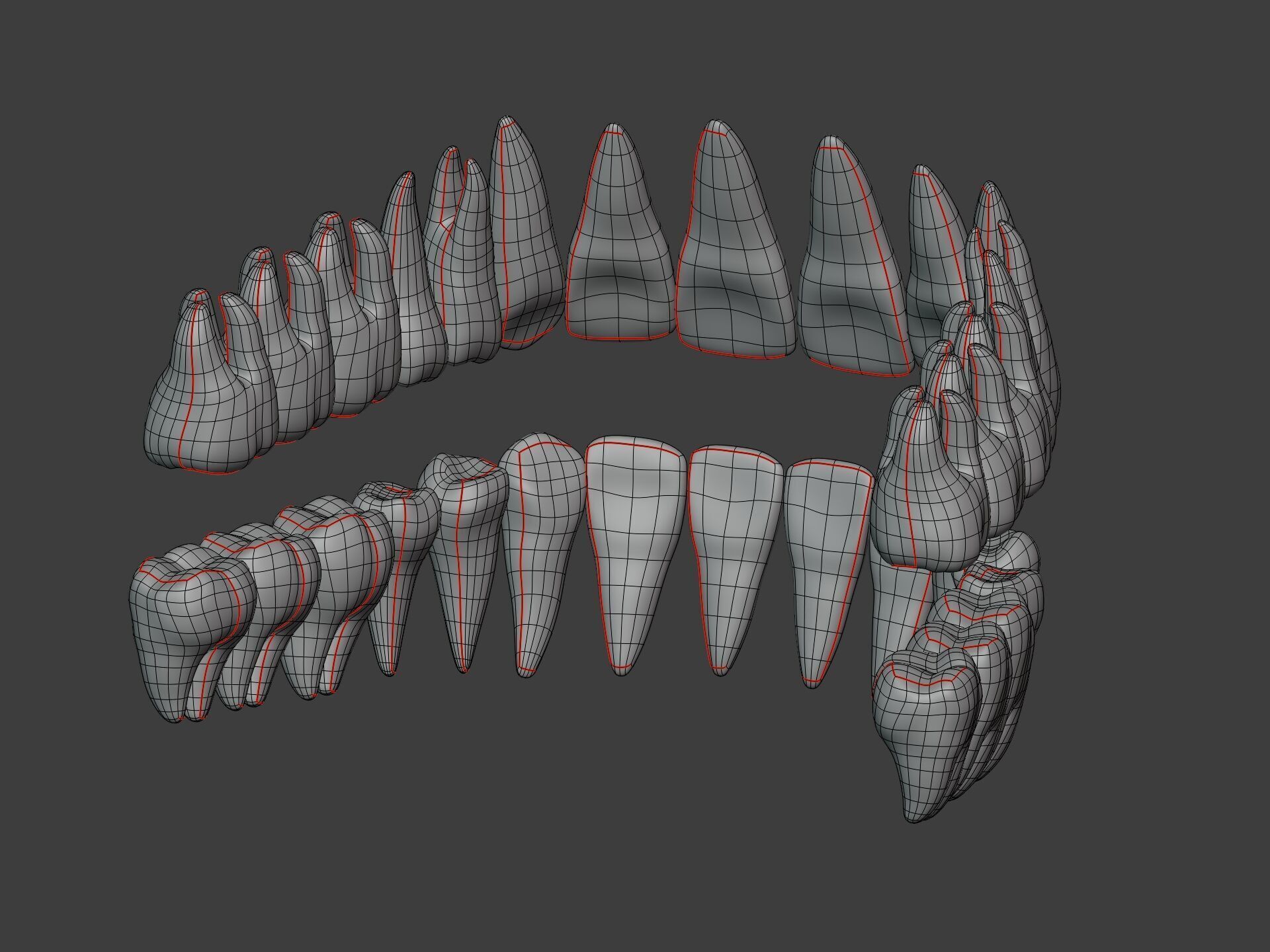 Correct Human Teeth Anatomy -- Scientifically Precise Structure Low-poly 3D model_18
