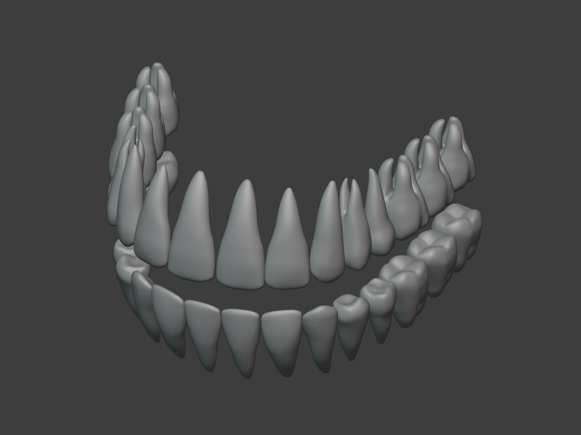 Correct Human Teeth Anatomy -- Scientifically Precise Structure Low-poly 3D model_5