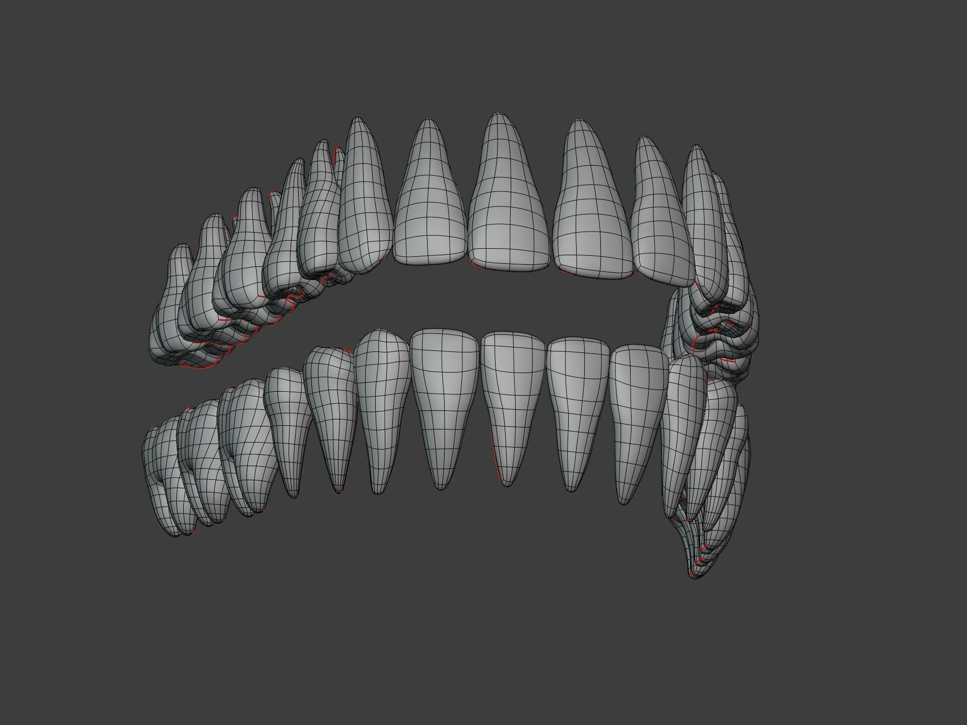 Correct Human Teeth Anatomy -- Scientifically Precise Structure Low-poly 3D model_8