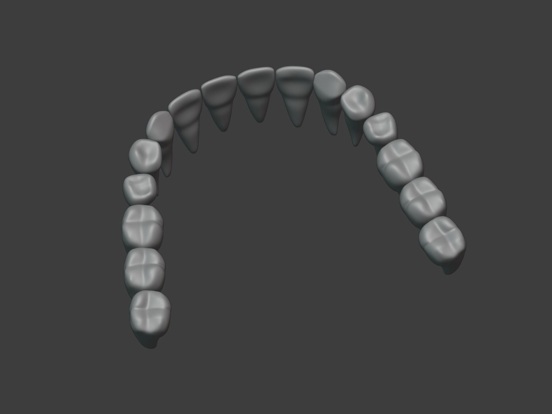 Correct Human Teeth Anatomy -- Scientifically Precise Structure Low-poly 3D model_15
