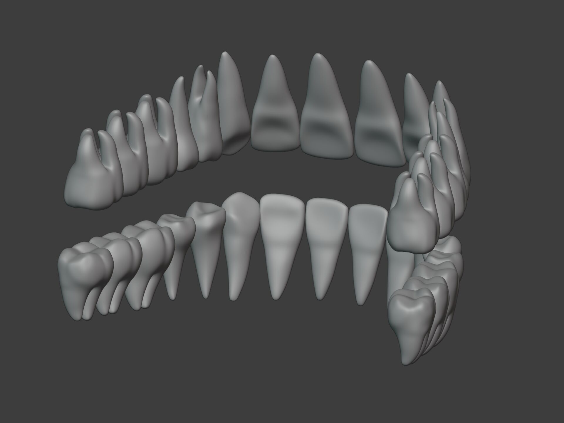 Correct Human Teeth Anatomy -- Scientifically Precise Structure Low-poly 3D model_17
