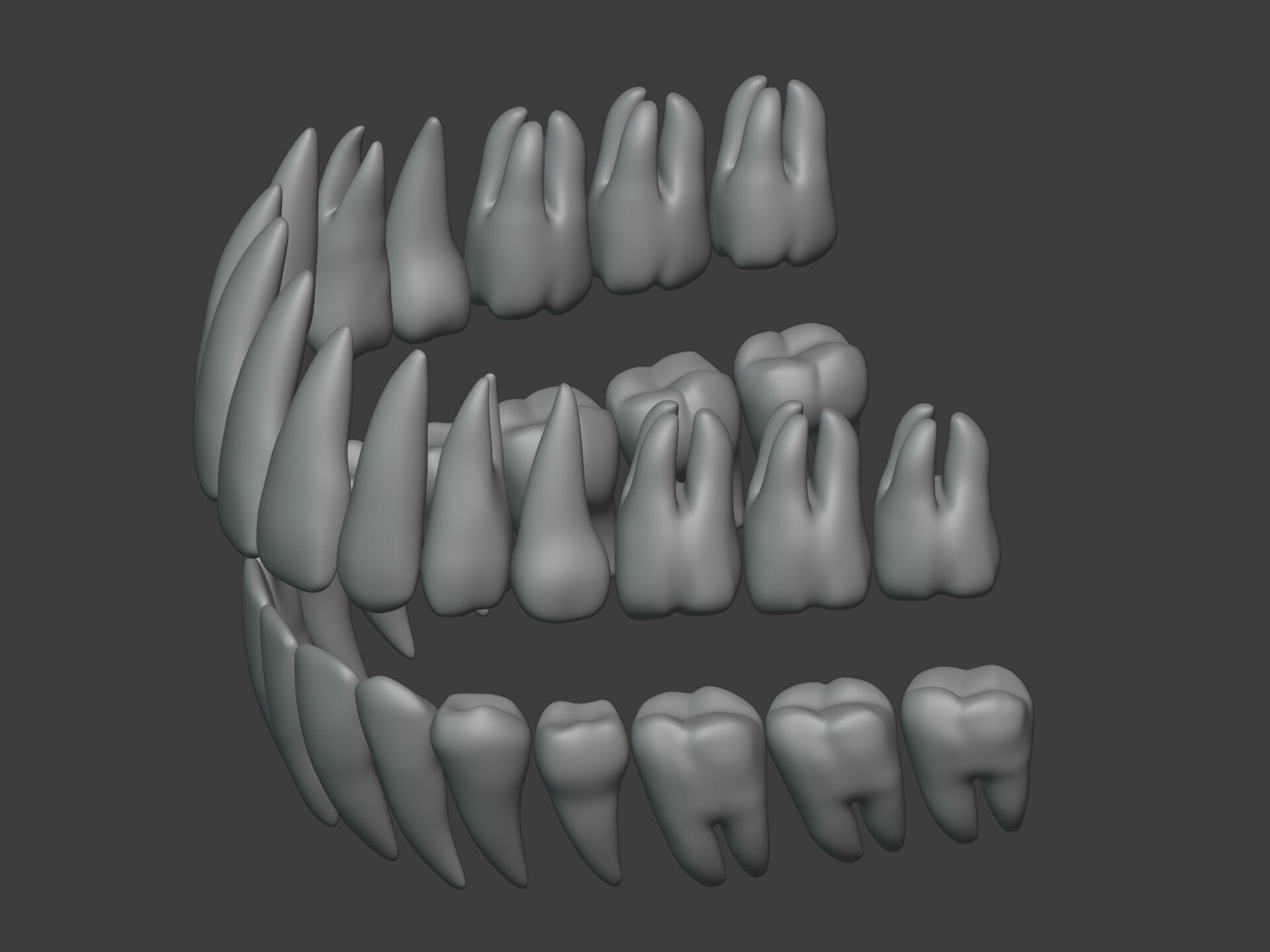 Correct Human Teeth Anatomy -- Scientifically Precise Structure Low-poly 3D model_3