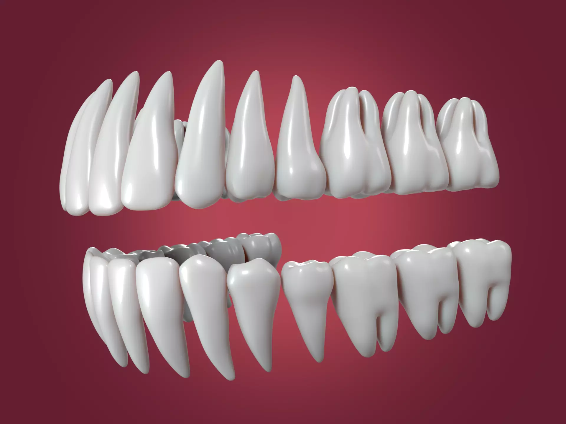 Correct Human Teeth Anatomy -- Scientifically Precise Structure Low-poly 3D model_0