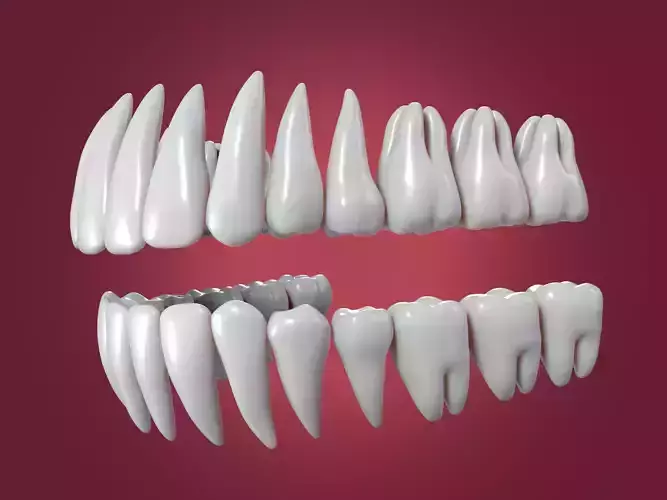 Correct Human Teeth Anatomy -- Scientifically Precise Structure Low-poly 3D model