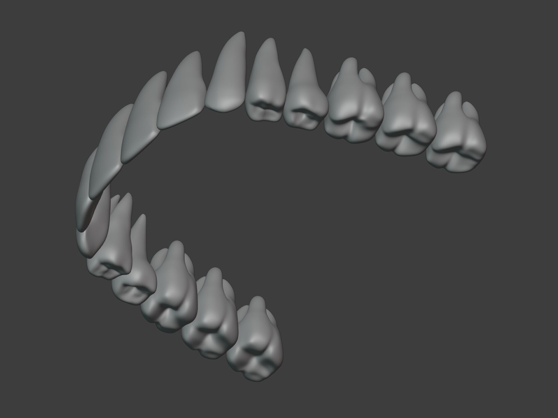 Correct Human Teeth Anatomy -- Scientifically Precise Structure Low-poly 3D model_9