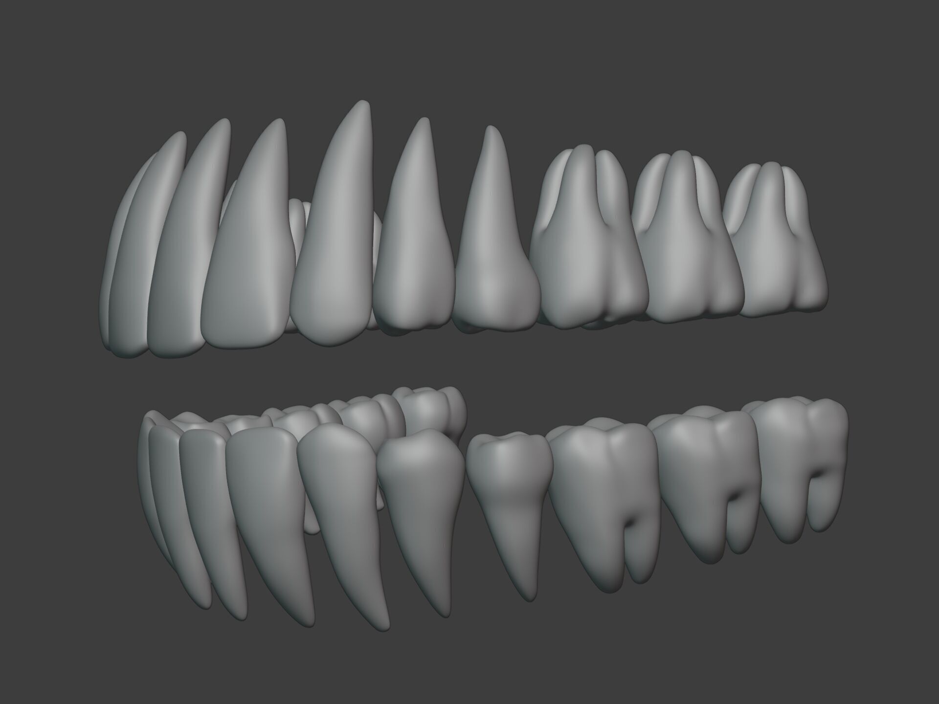 Correct Human Teeth Anatomy -- Scientifically Precise Structure Low-poly 3D model_1