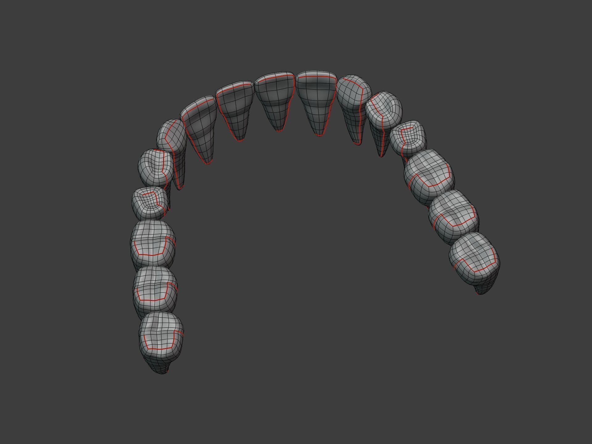 Correct Human Teeth Anatomy -- Scientifically Precise Structure Low-poly 3D model_16