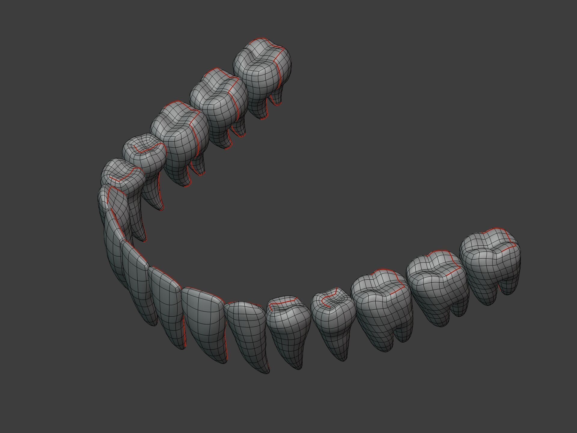 Correct Human Teeth Anatomy -- Scientifically Precise Structure Low-poly 3D model_14