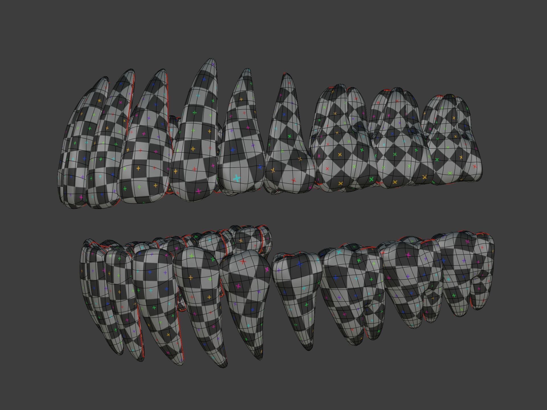 Correct Human Teeth Anatomy -- Scientifically Precise Structure Low-poly 3D model_2