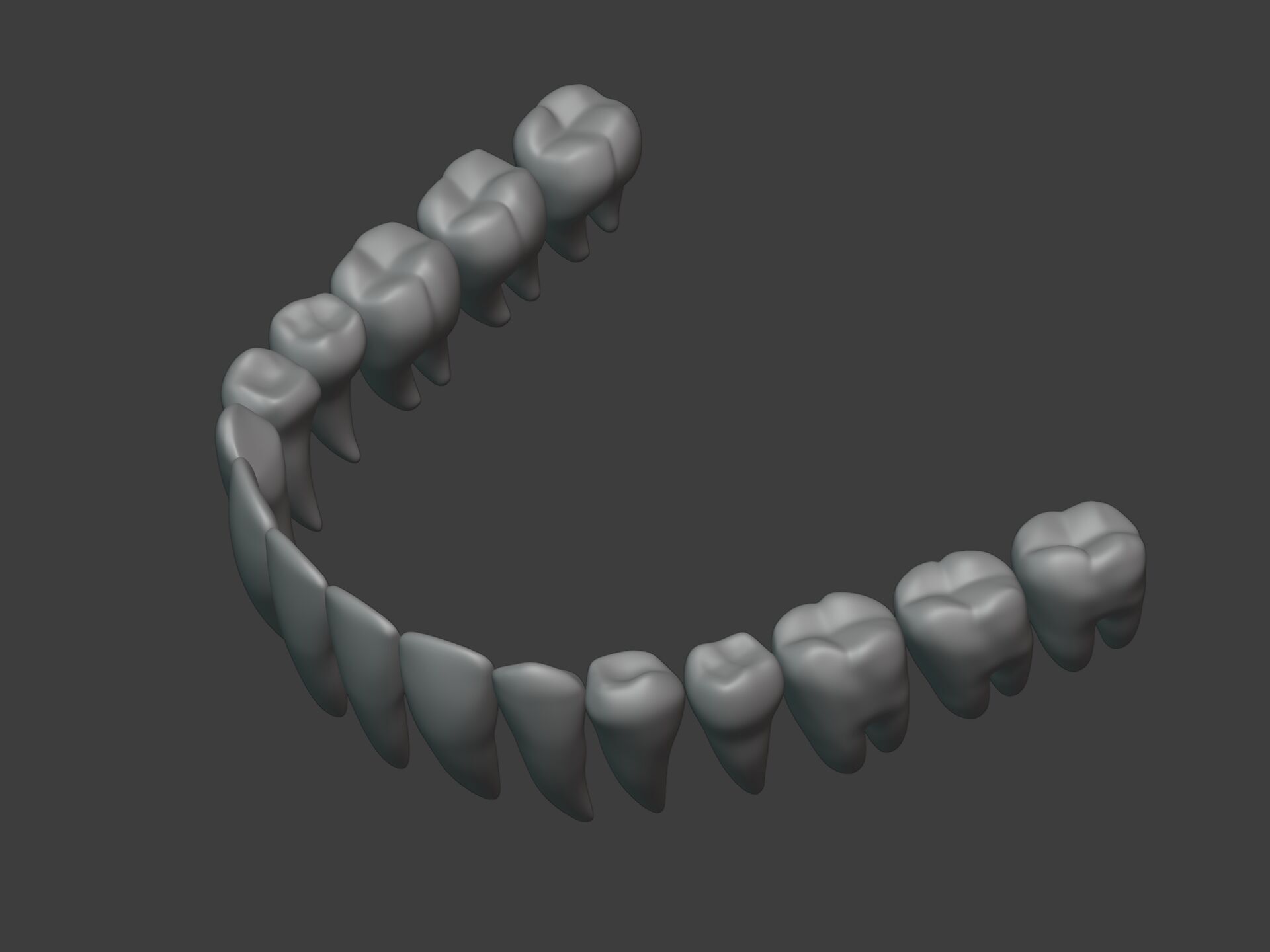 Correct Human Teeth Anatomy -- Scientifically Precise Structure Low-poly 3D model_13