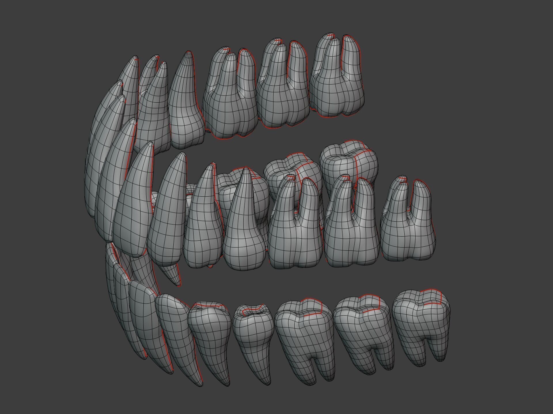 Correct Human Teeth Anatomy -- Scientifically Precise Structure Low-poly 3D model_4