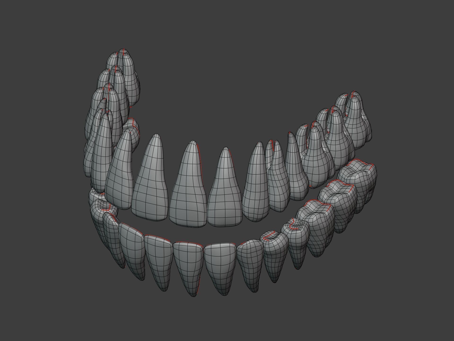 Correct Human Teeth Anatomy -- Scientifically Precise Structure Low-poly 3D model_6