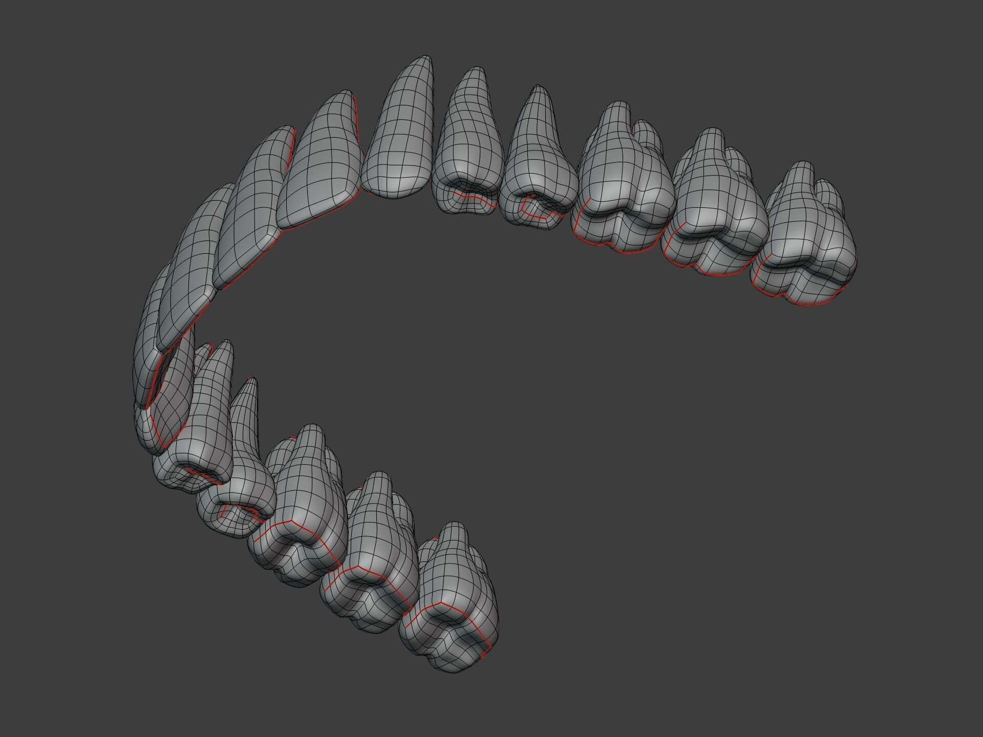 Correct Human Teeth Anatomy -- Scientifically Precise Structure Low-poly 3D model_10