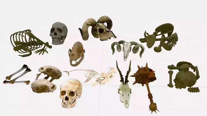 Skull and Bones Low-poly 3D model game ready