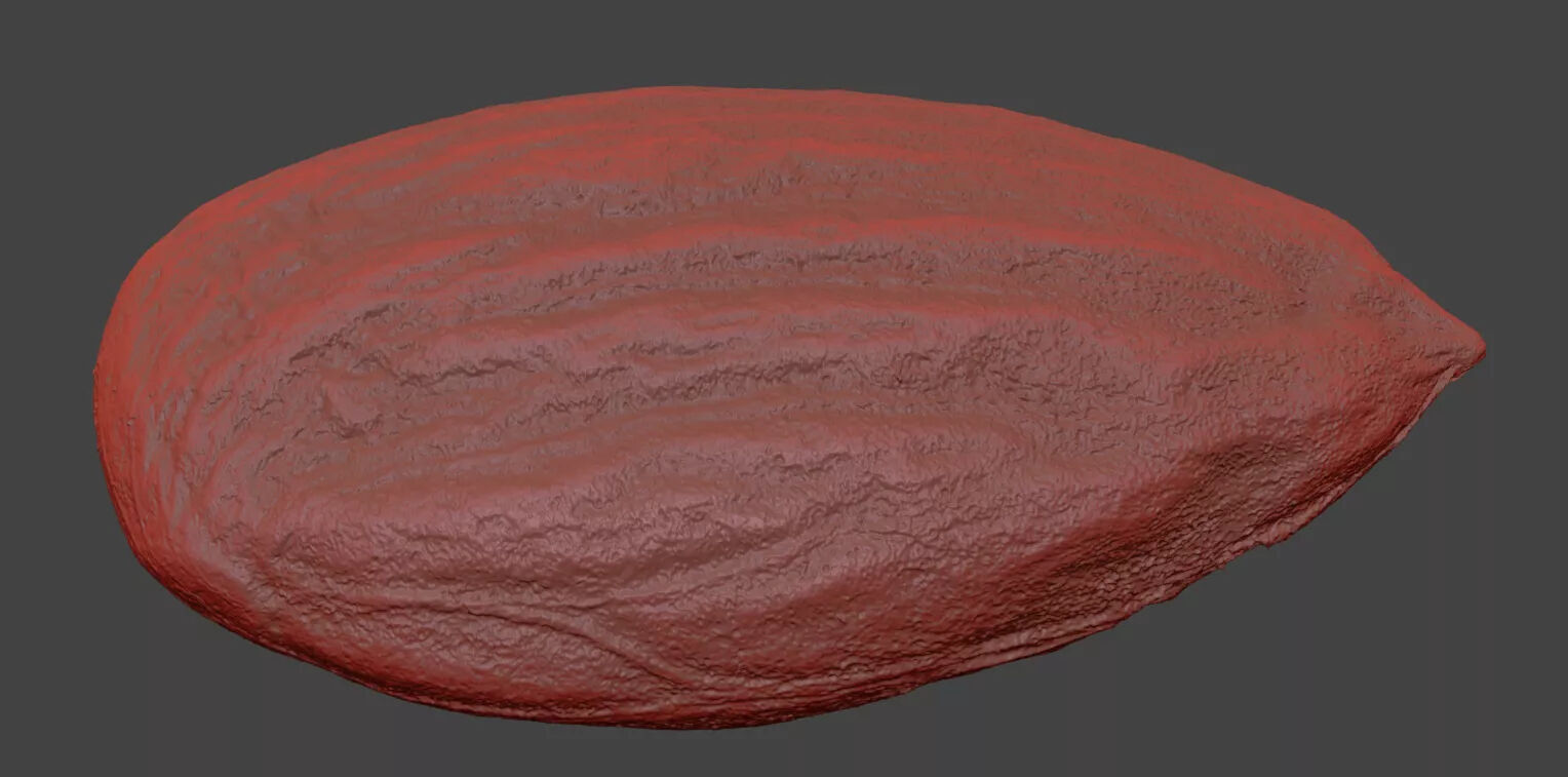 Almond 3D model_7