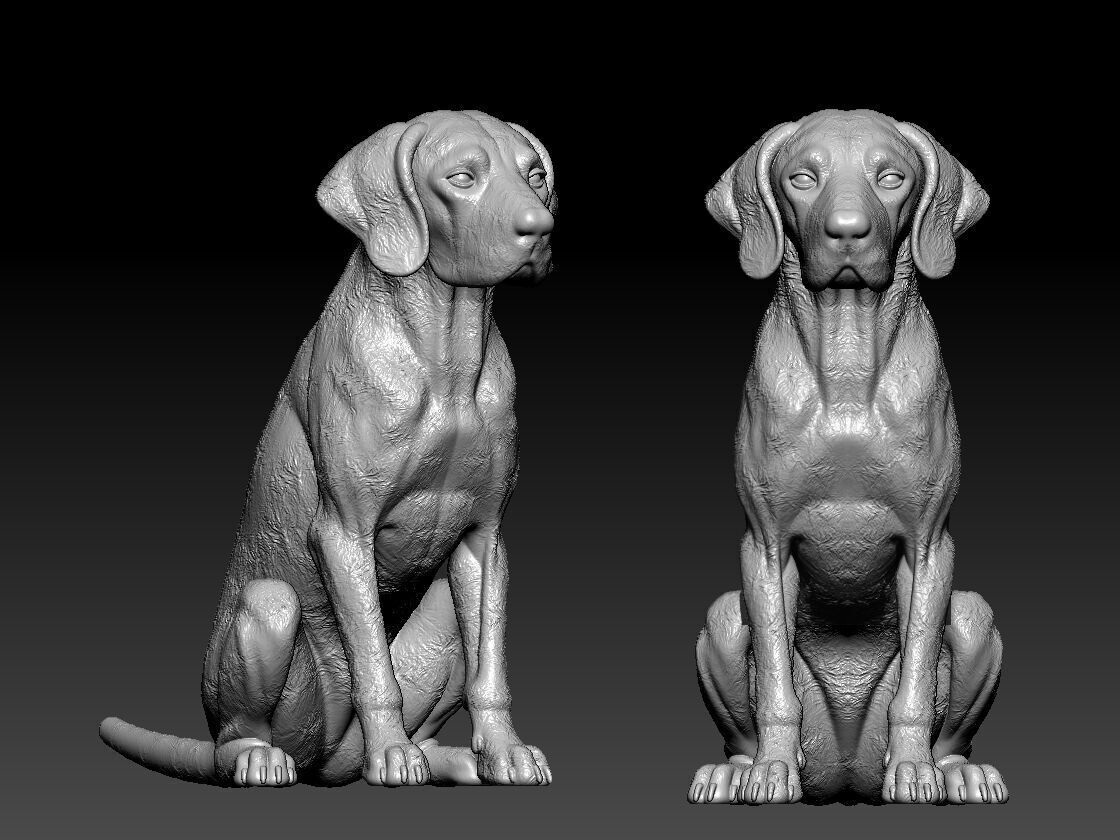 Dog Vizsla - Vizsla Hungary dog model - 3D print 3D print model_2