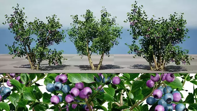 Highbush Blueberry Vaccinium Cory Bluecrop Low-poly 3D model