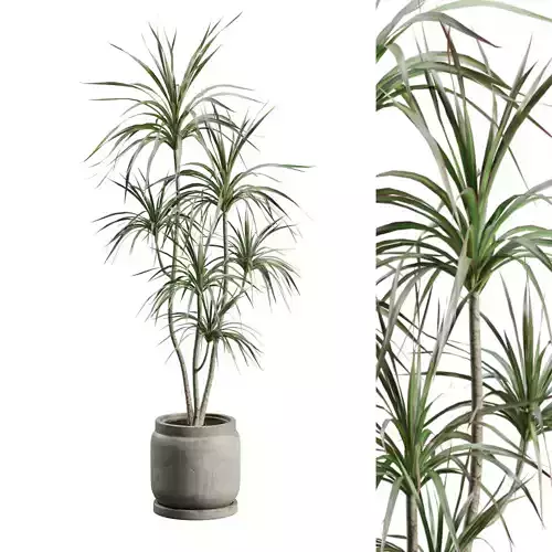 Potted Dracaena Marginata
