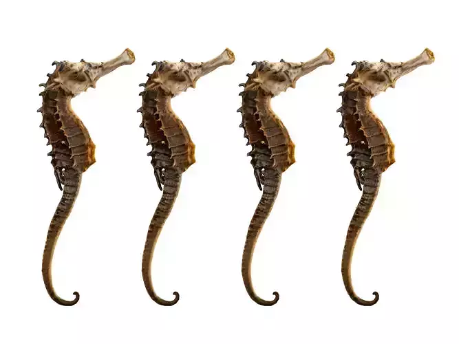 hippocampus japonicus Low-poly 3D model