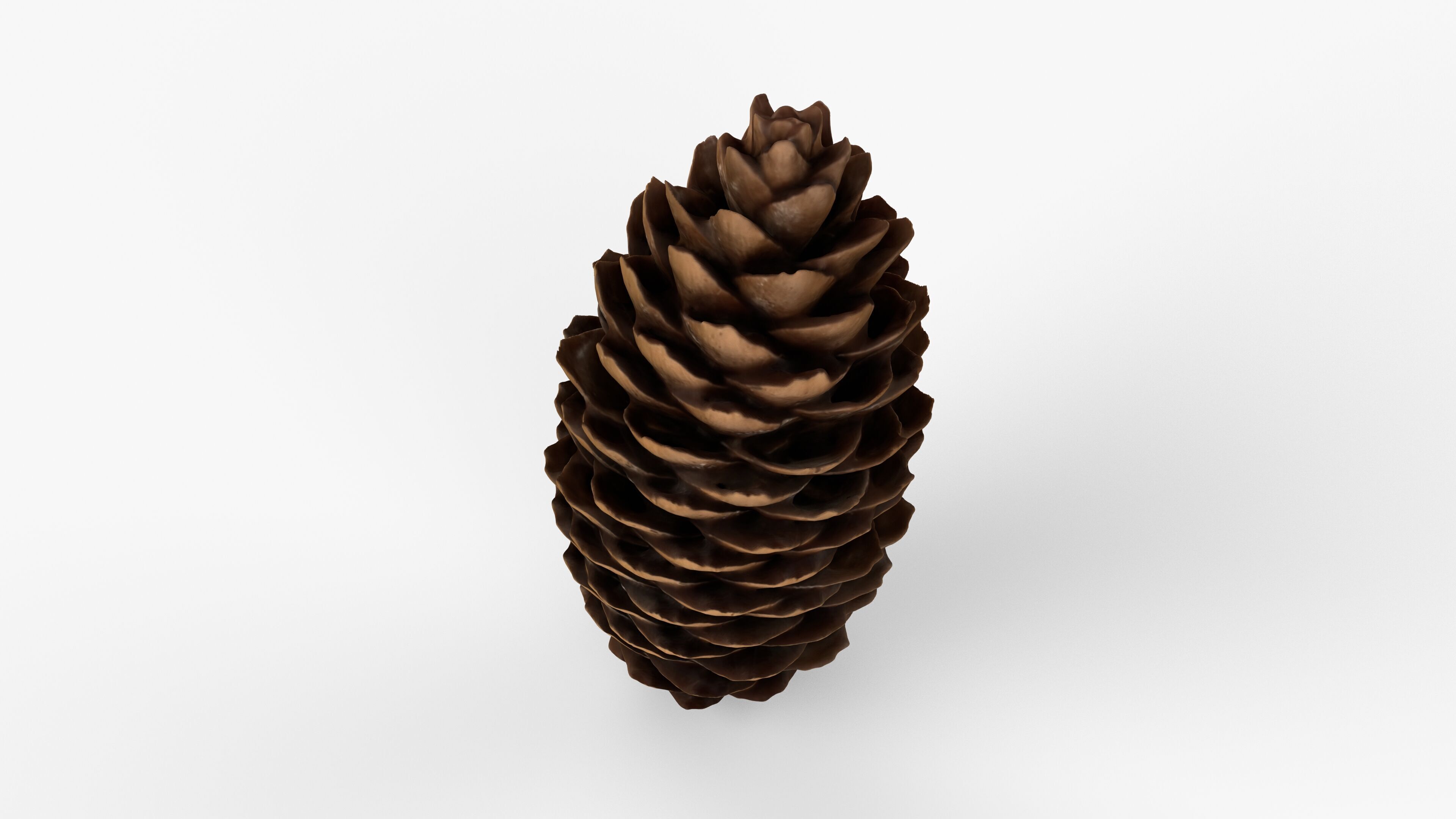 Photorealistic 3D scan of pine conifer cone Low-poly 3D model_2