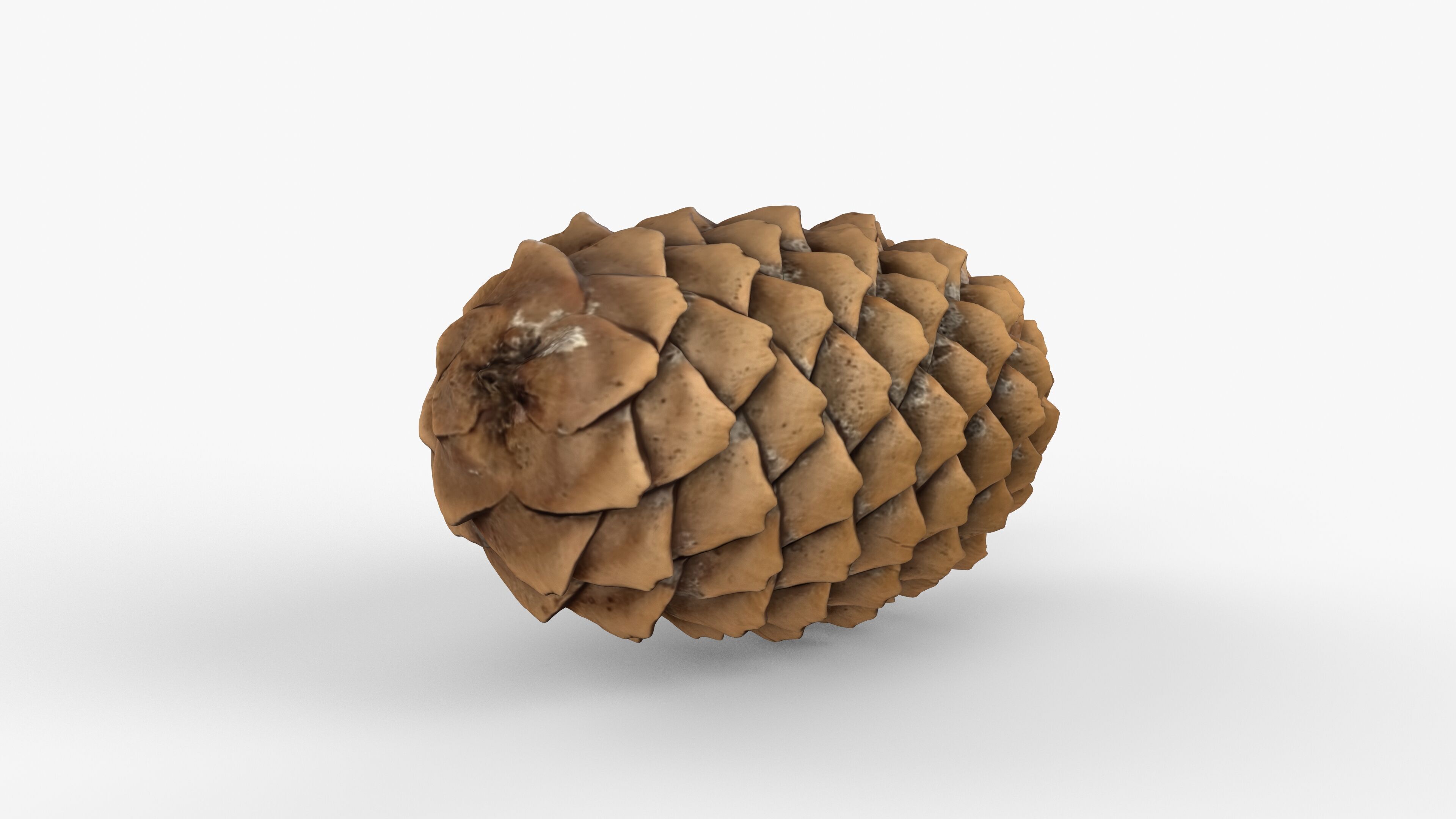 Photorealistic 3D scan of pine conifer cone Low-poly 3D model_6