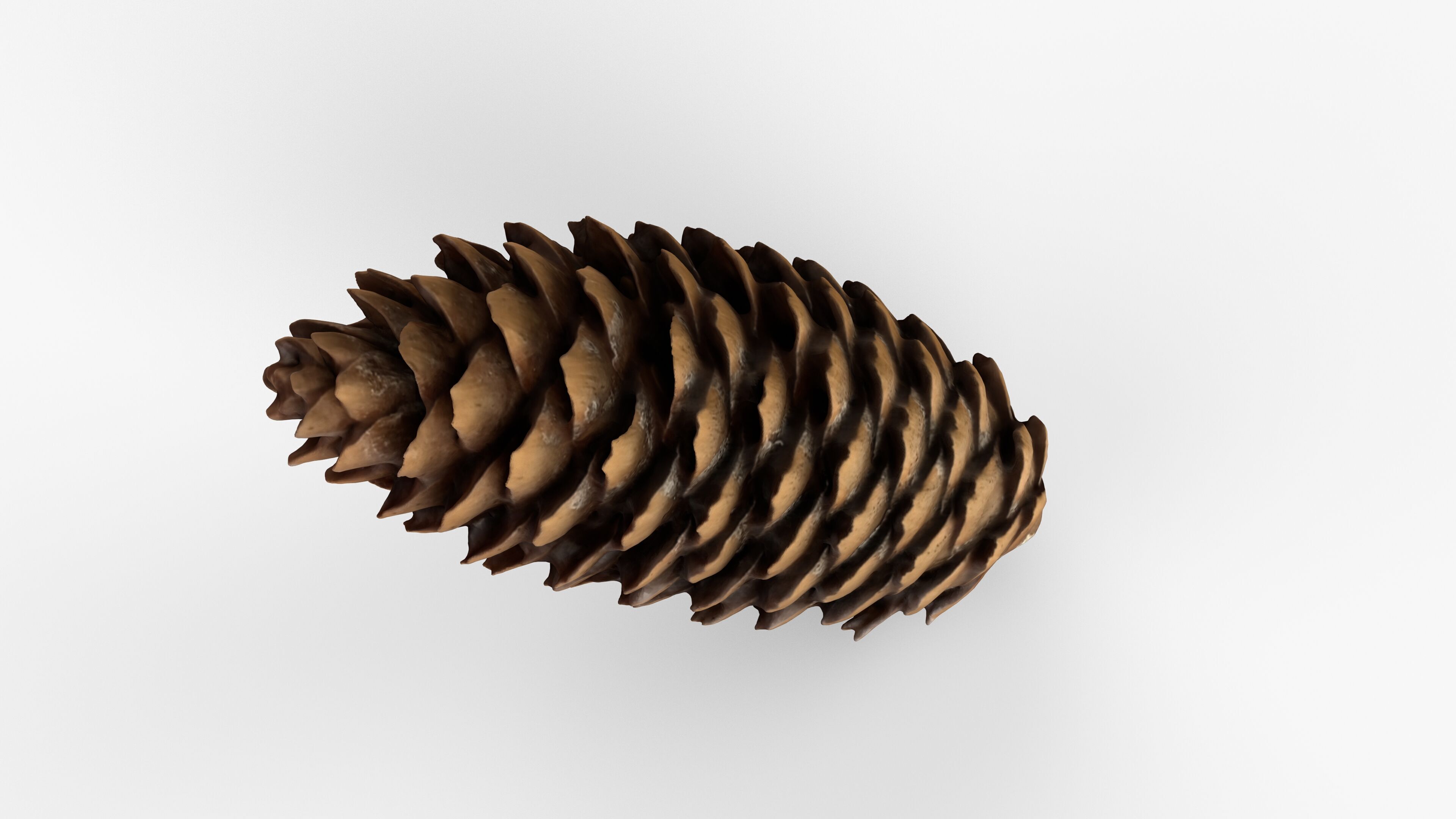Photorealistic 3D scan of pine conifer cone Low-poly 3D model_12