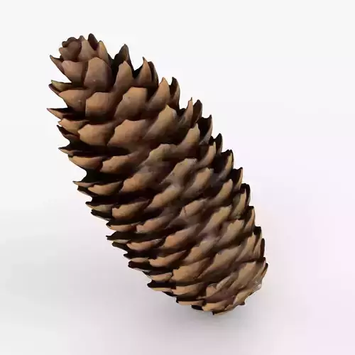 Photorealistic 3D scan of pine conifer cone Low-poly 3D model