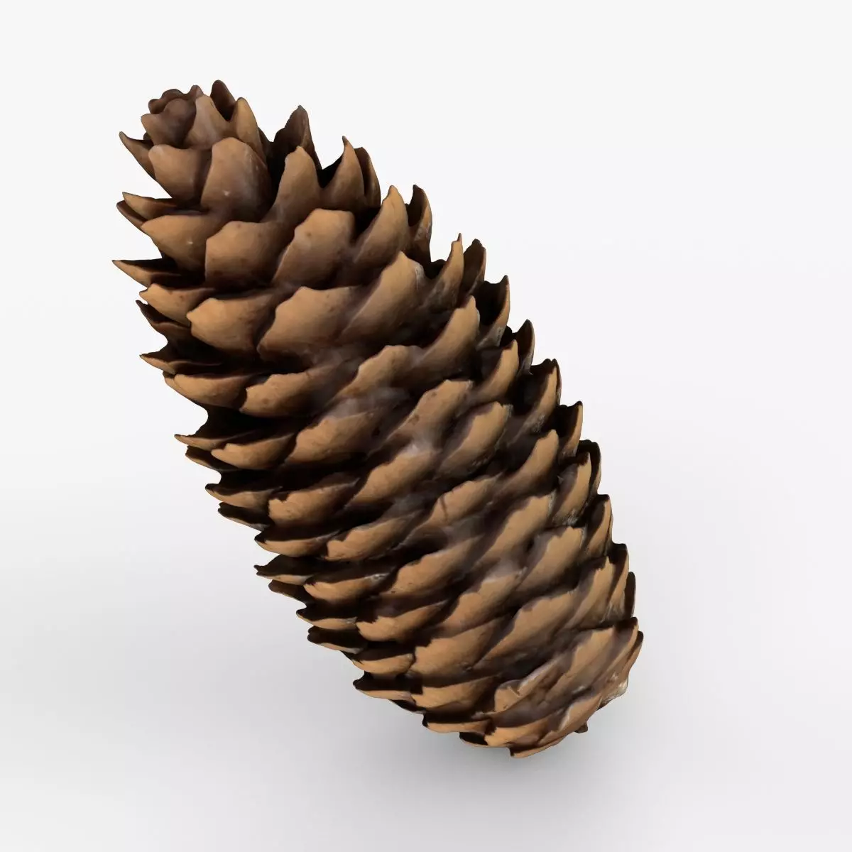 Photorealistic 3D scan of pine conifer cone Low-poly 3D model_0
