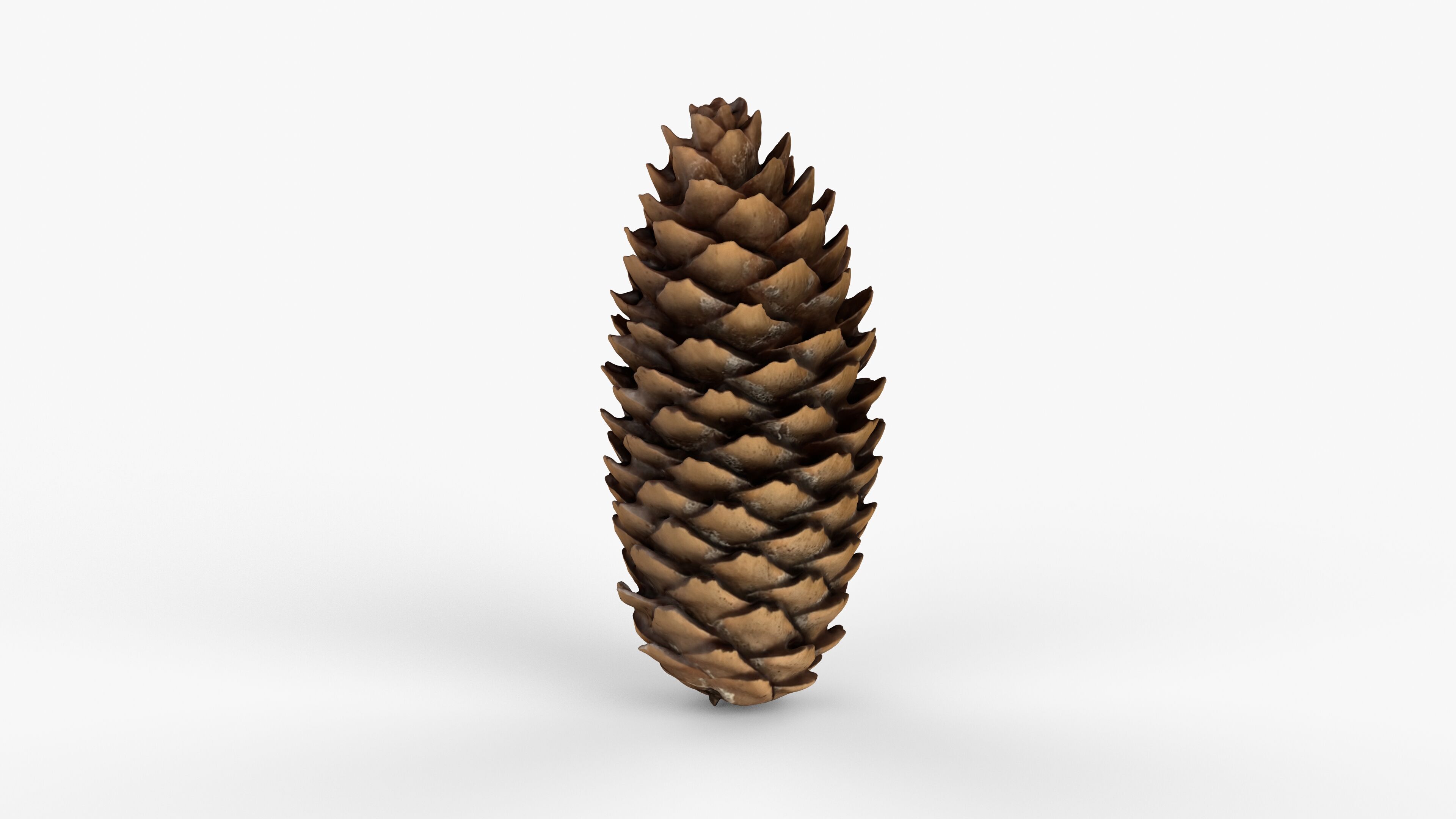 Photorealistic 3D scan of pine conifer cone Low-poly 3D model_3