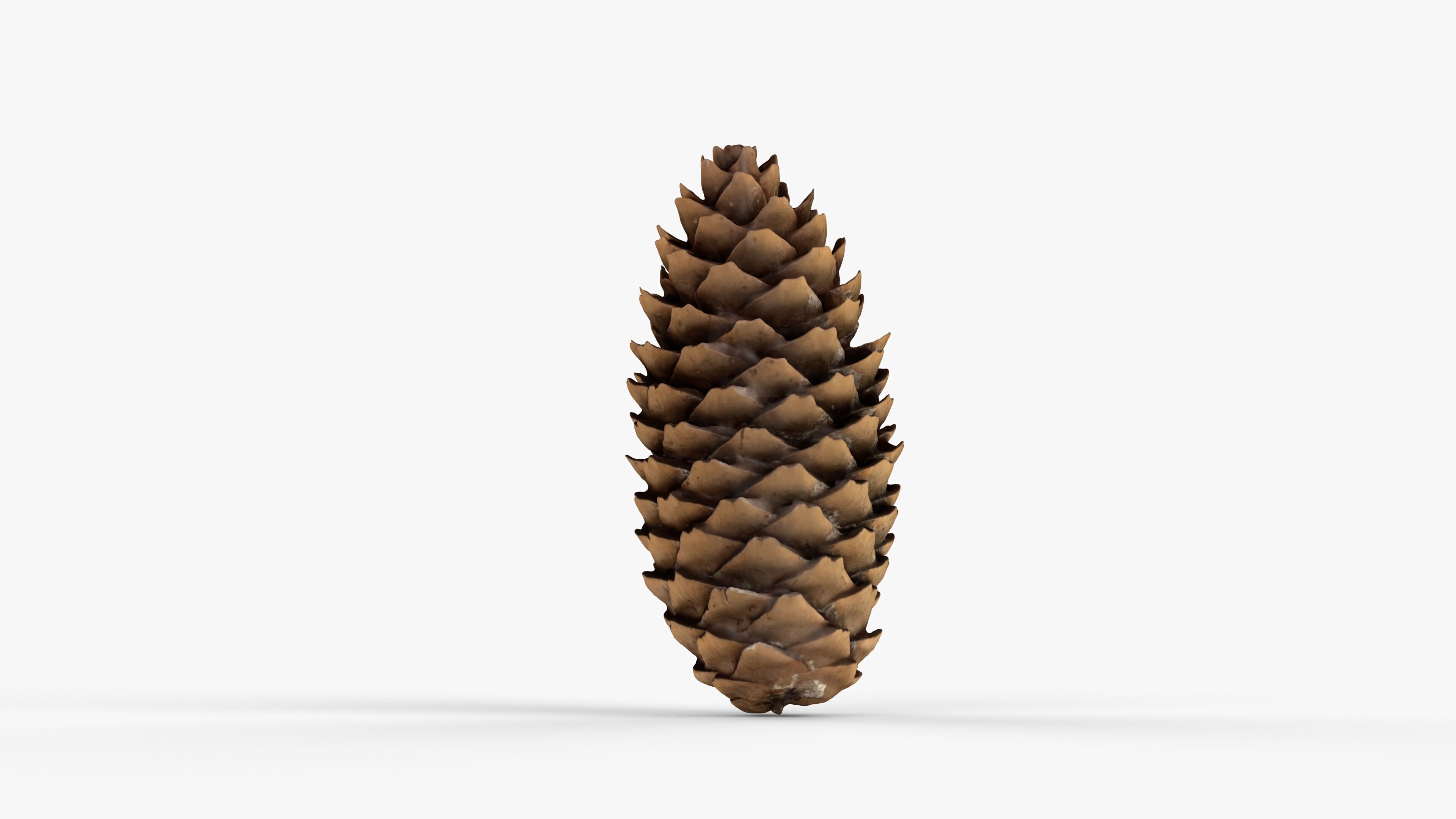 Photorealistic 3D scan of pine conifer cone Low-poly 3D model_7
