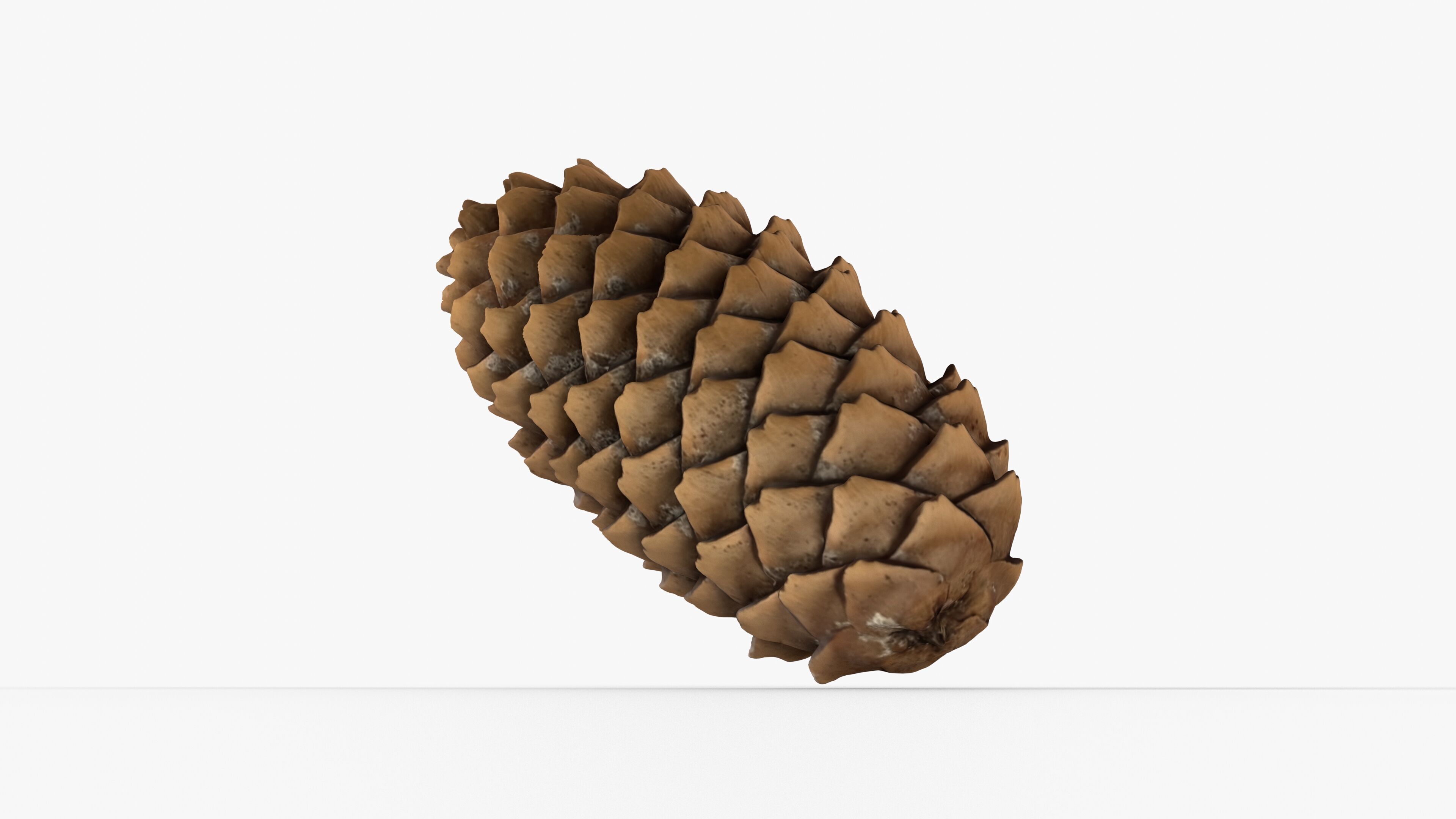 Photorealistic 3D scan of pine conifer cone Low-poly 3D model_15
