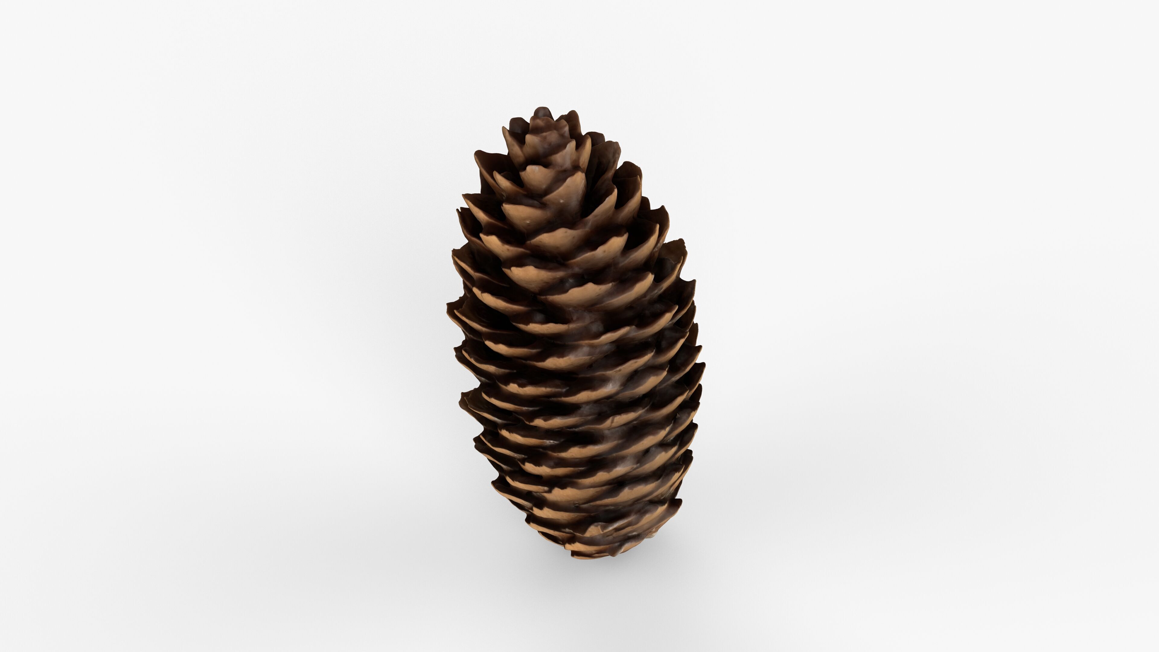 Photorealistic 3D scan of pine conifer cone Low-poly 3D model_5