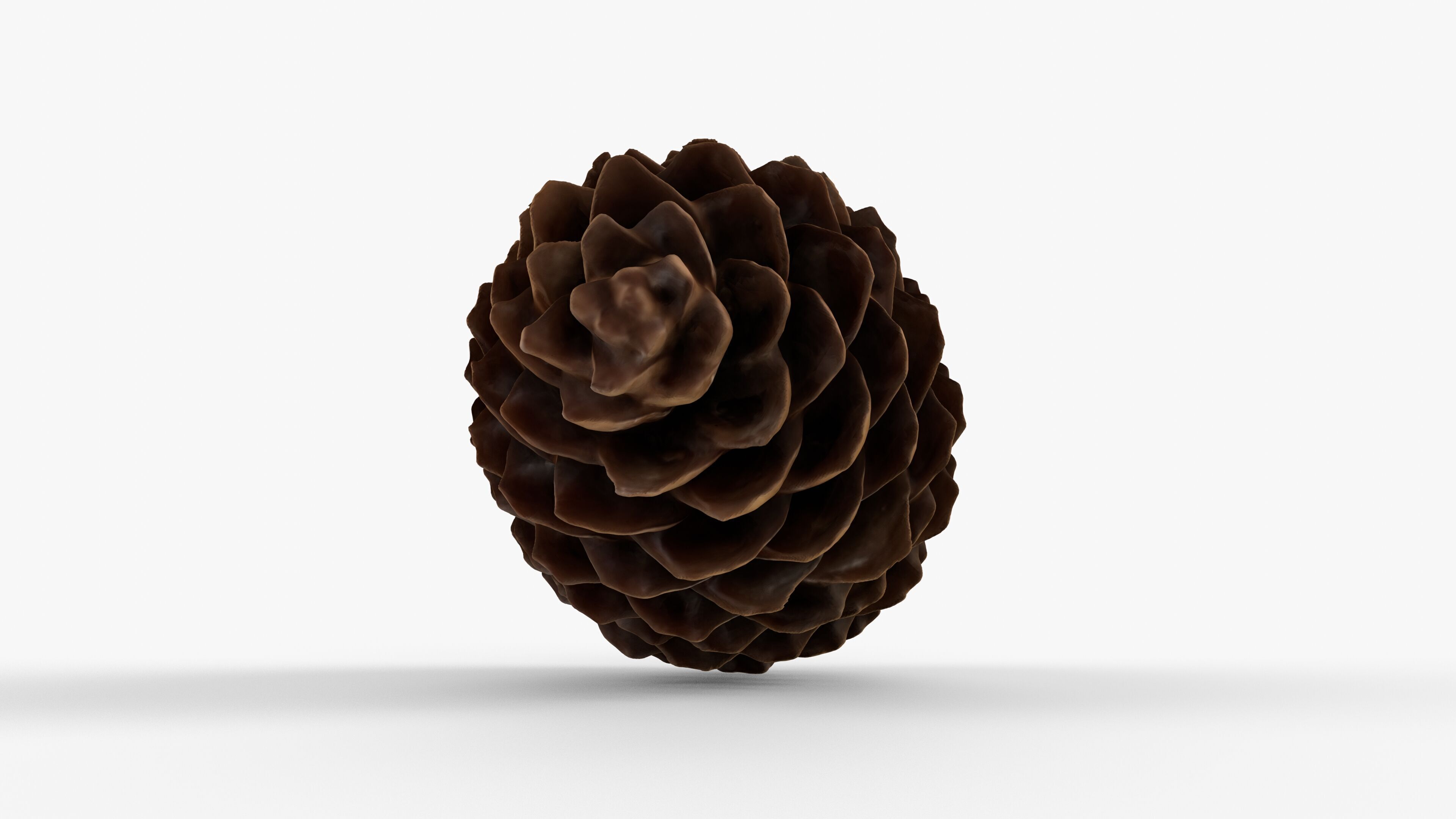 Photorealistic 3D scan of pine conifer cone Low-poly 3D model_13