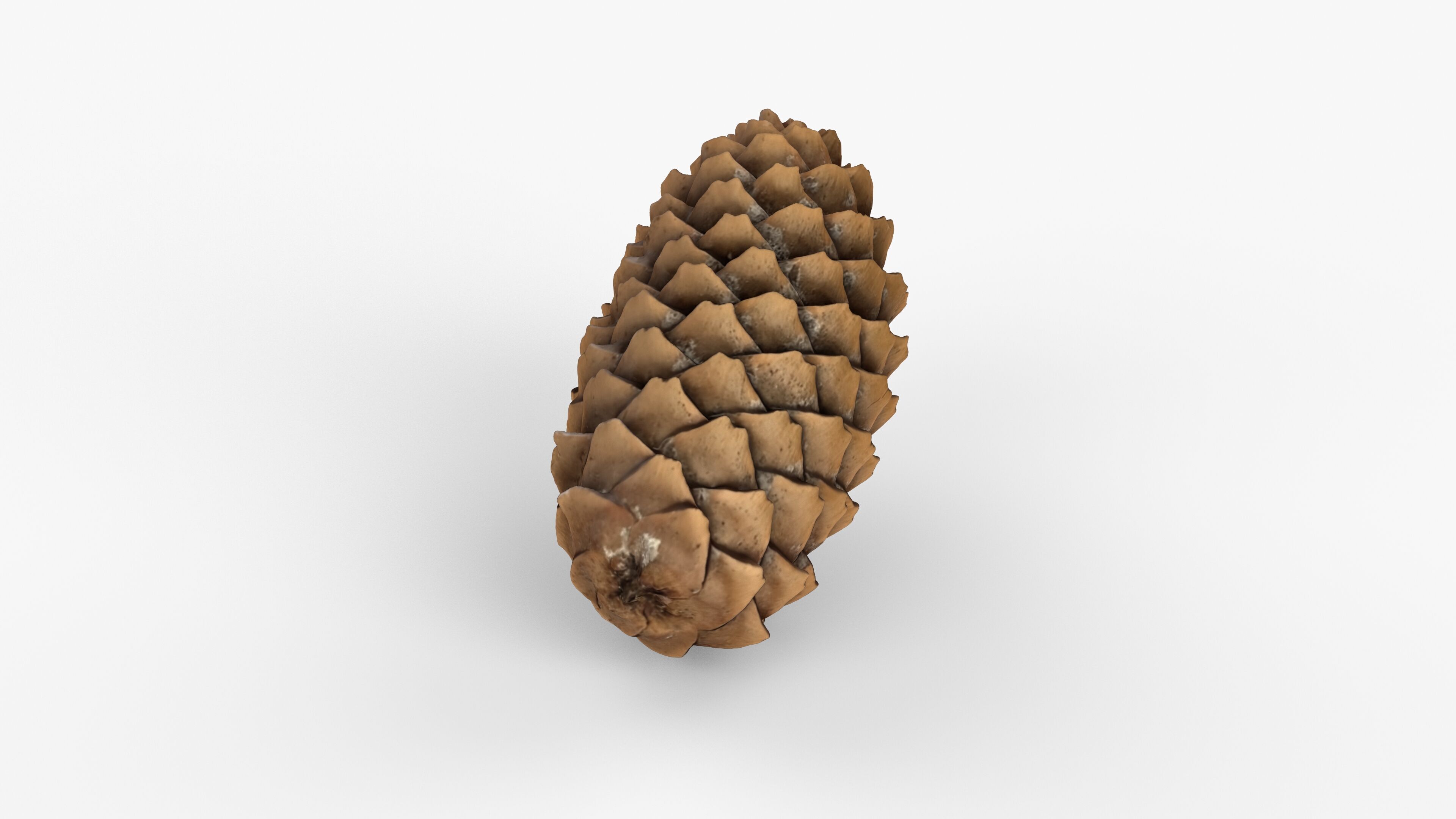 Photorealistic 3D scan of pine conifer cone Low-poly 3D model_14