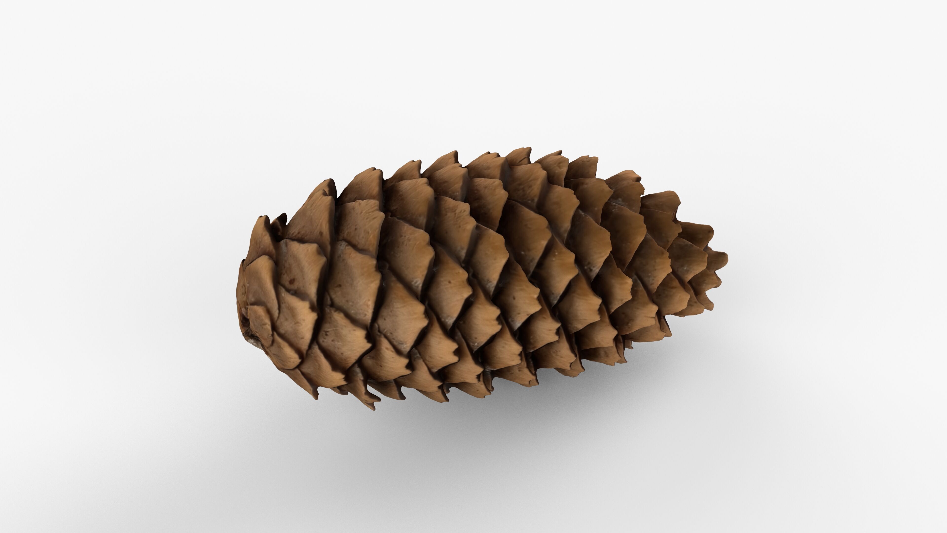 Photorealistic 3D scan of pine conifer cone Low-poly 3D model_11