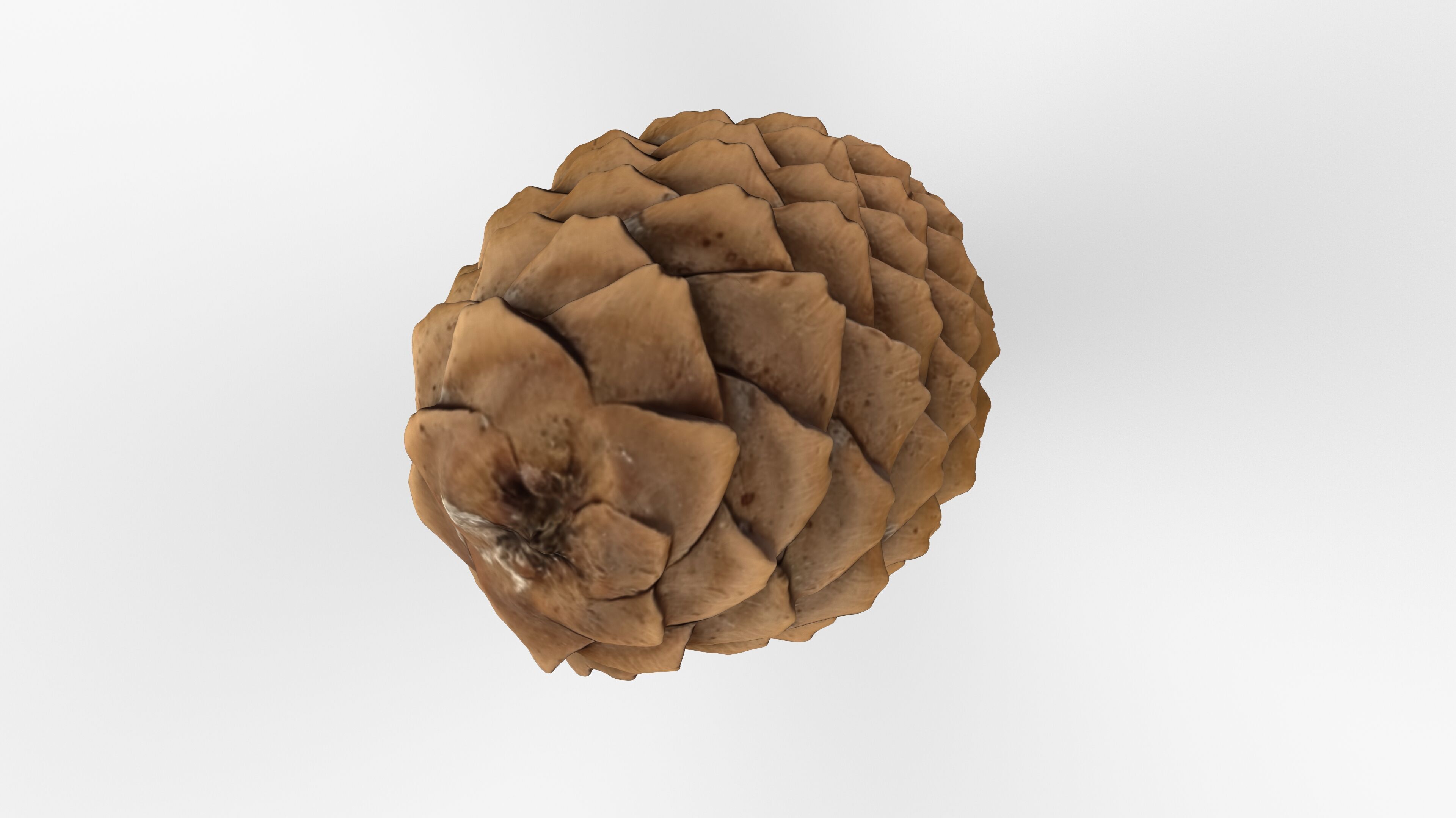 Photorealistic 3D scan of pine conifer cone Low-poly 3D model_10