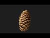 Photorealistic 3D scan of pine conifer cone Low-poly 3D model_1