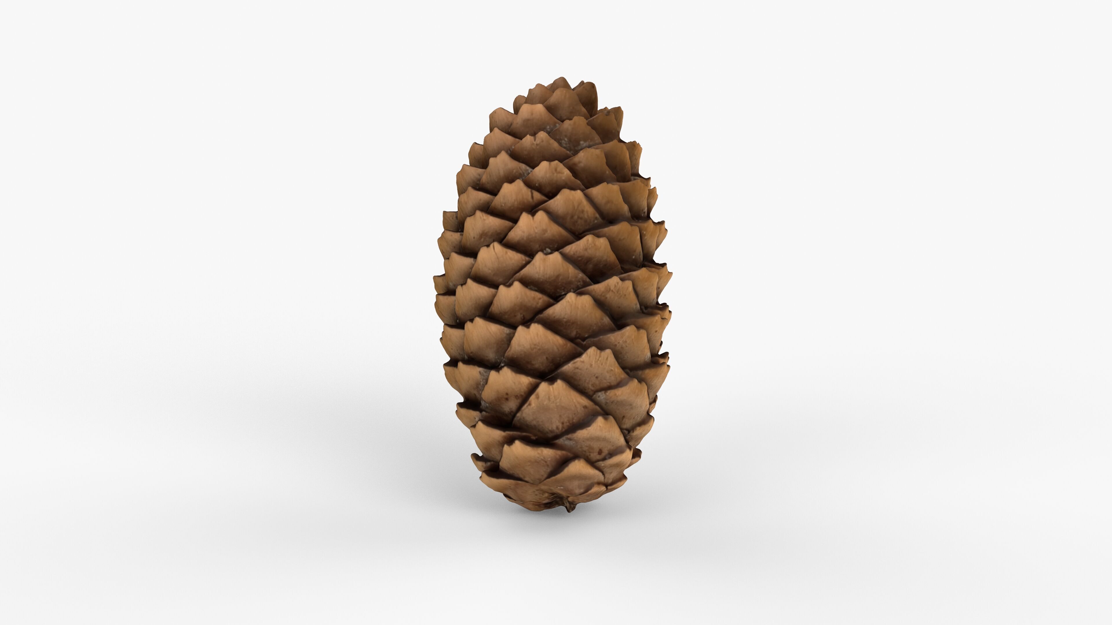 Photorealistic 3D scan of pine conifer cone Low-poly 3D model_8