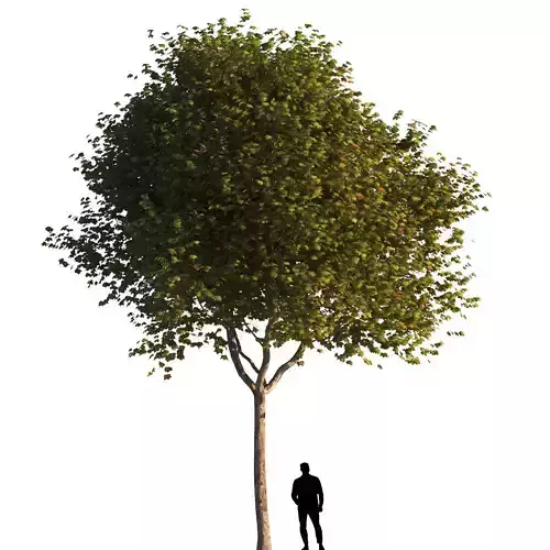 Platanus x hispanica  M 01 London plane Platanaceae