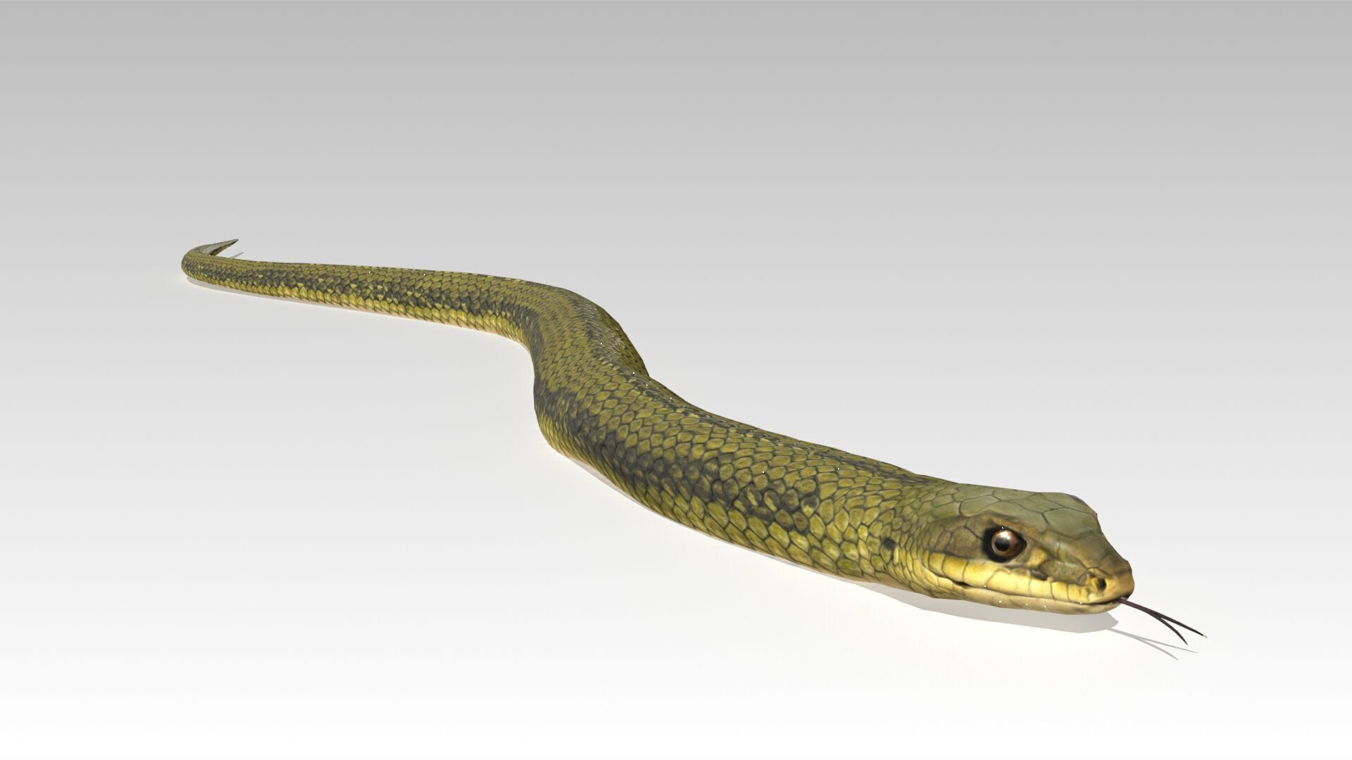 Snake Animated Low-poly 3D model_4