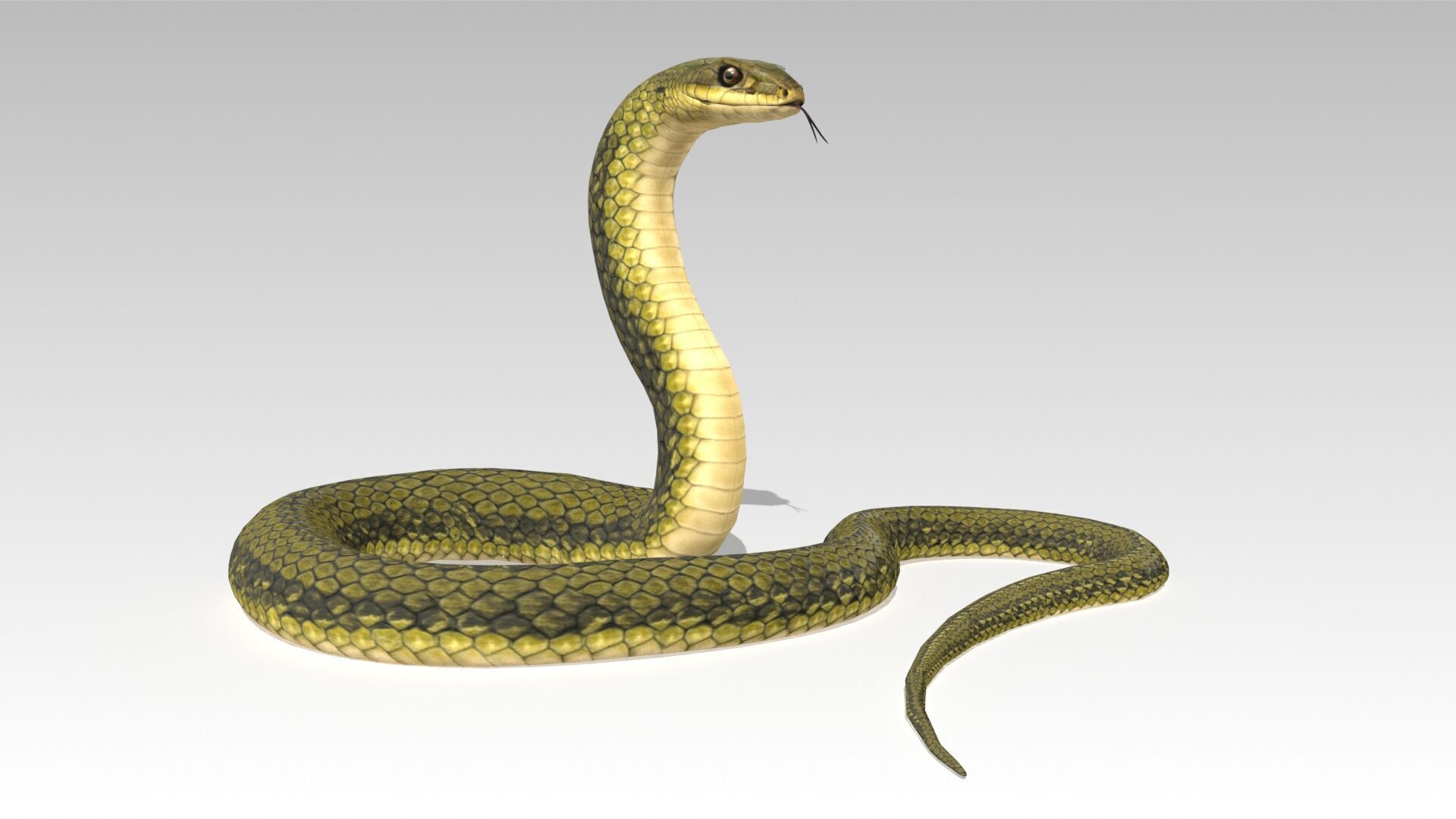 Snake Animated Low-poly 3D model_5
