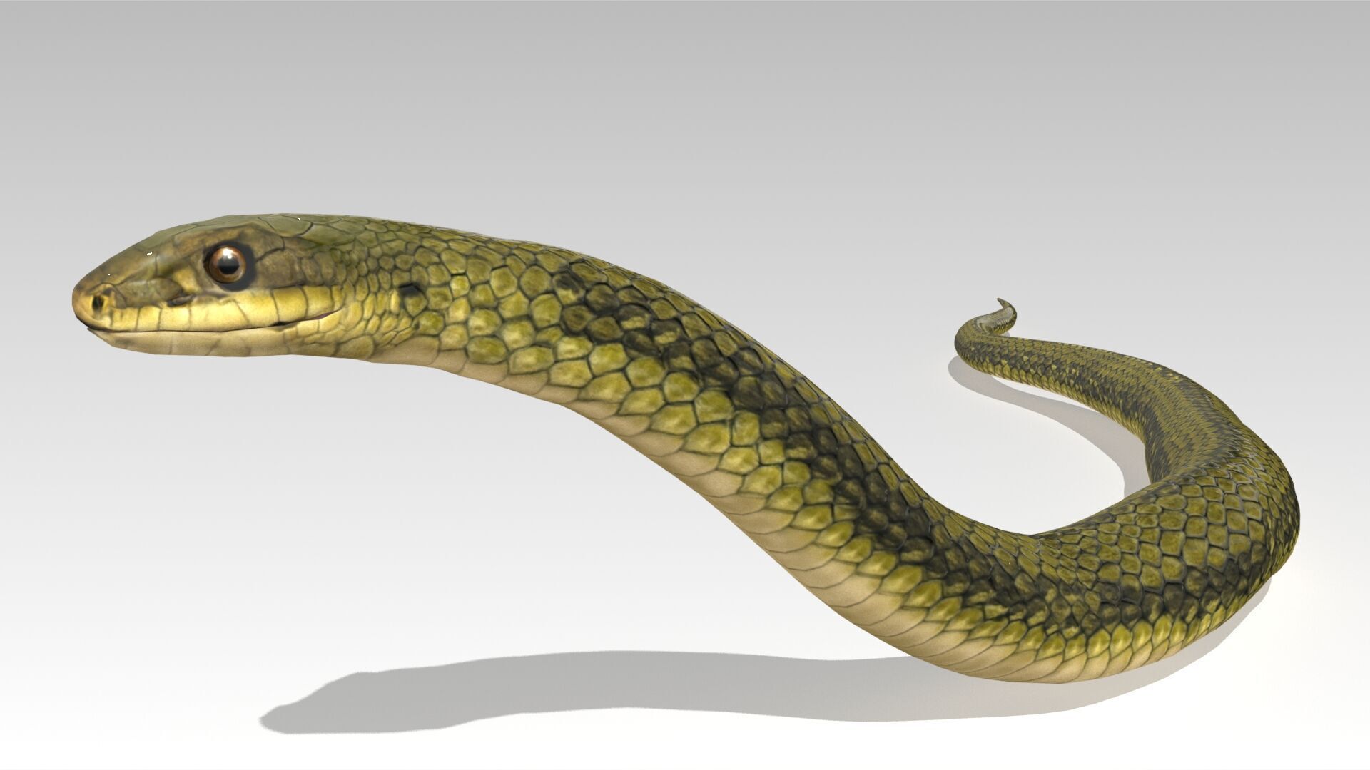Snake Animated Low-poly 3D model_7