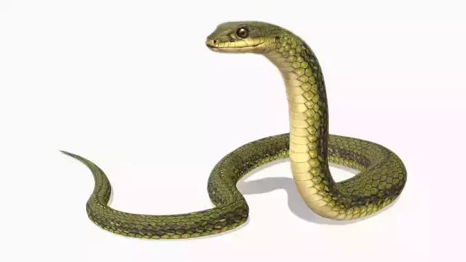 Snake Animated