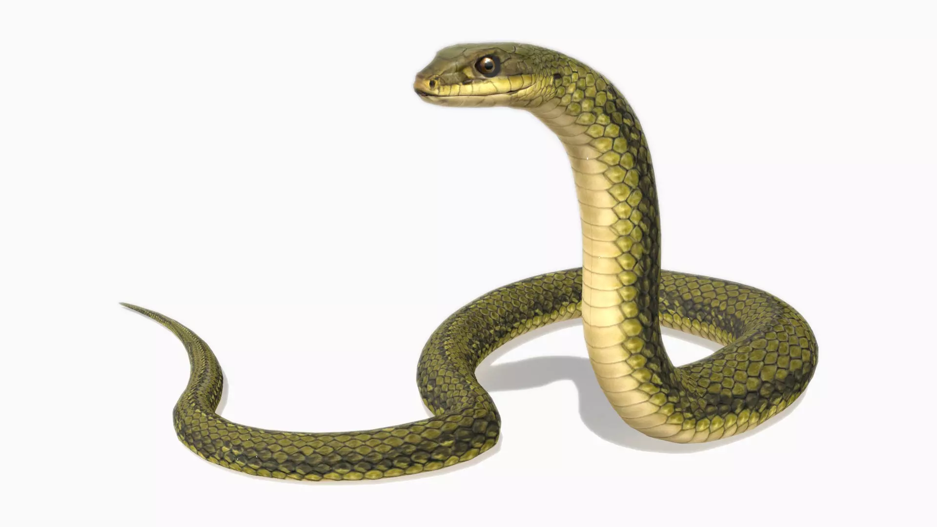 Snake Animated Low-poly 3D model_0