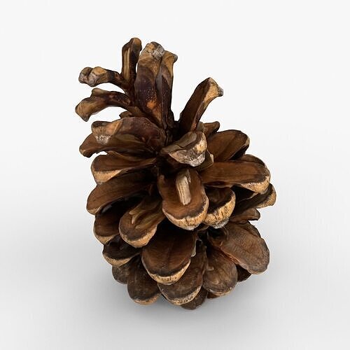 Photorealistic 3D scan of pine conifer cone Low-poly 3D model