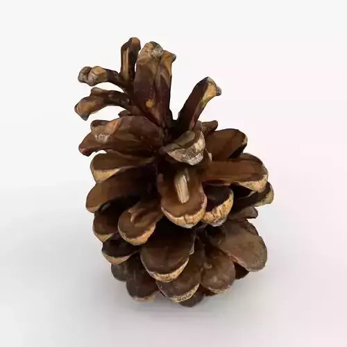 Photorealistic 3D scan of pine conifer cone