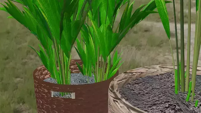 Howea plant 3D model 