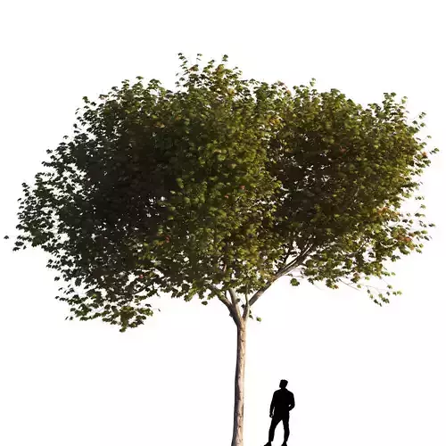 Platanus x hispanica  M 02 London plane Platanaceae