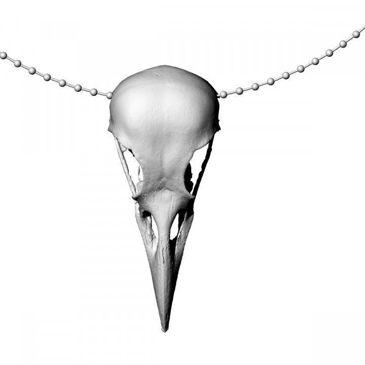 American crow skull necklace 3D model_1
